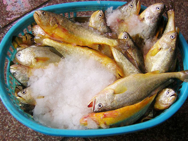 無公(gong)害大(da)黃魚